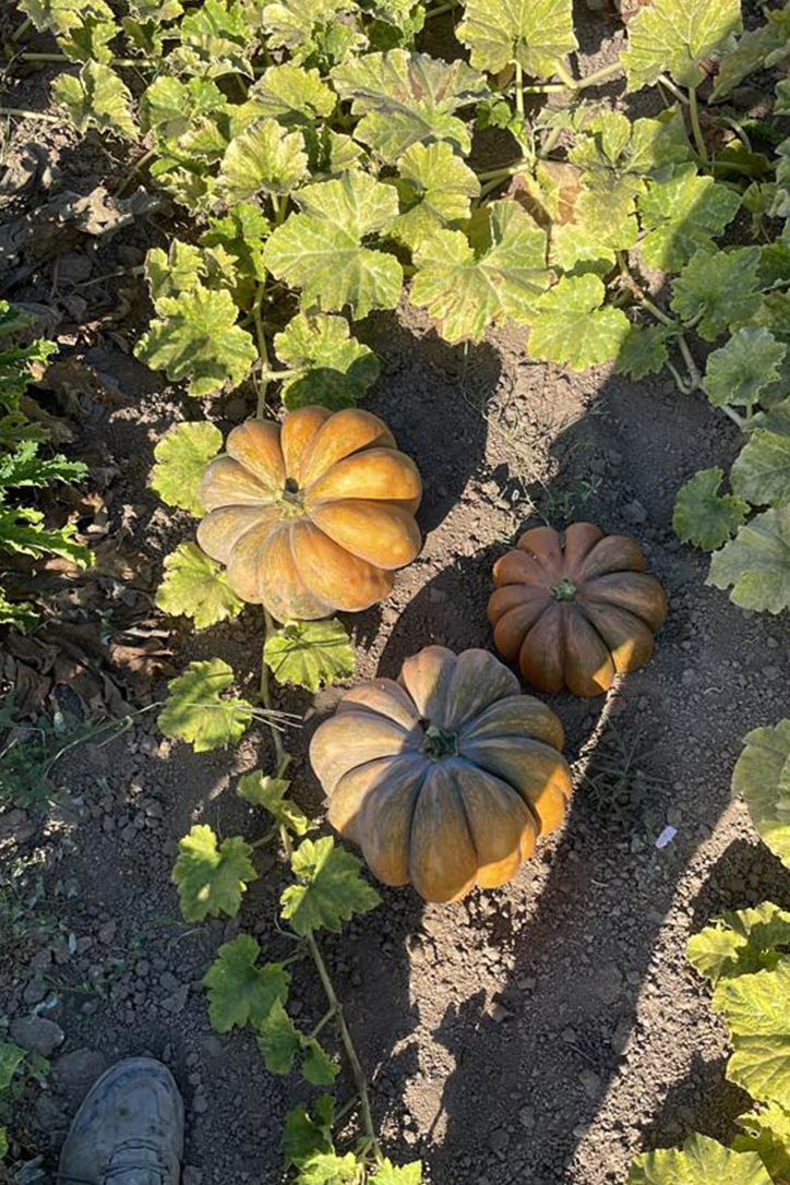 ZUCCA1 ZUCCA1